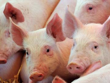 Two Held Over Piglets in Ugandan Parliament