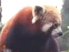 Darjeeling: Snow Leopard, Red Panda Get New Conservation Centre