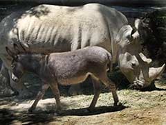 Hee-Haw! Donkey Strikes Bond With Restless Rhino at Georgia Zoo