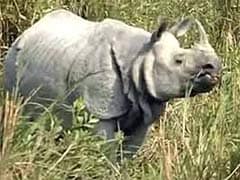 Buffalo Zoo Rhino Calf From Cincinnati Rhino Sperm