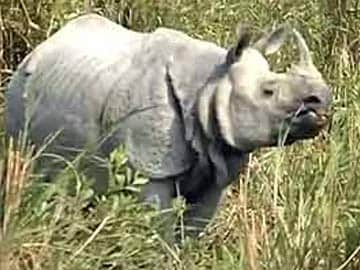 Buffalo Zoo Rhino Calf From Cincinnati Rhino Sperm 