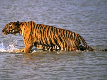 Tiger Pulls Man From Boat in India 