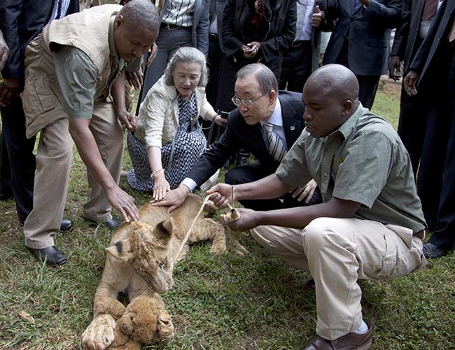 United Nations Chief 'Adopts' Lion Cub in Kenya