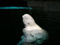 Extremely Rare White Humpback Whale Spotted Off Sydney
