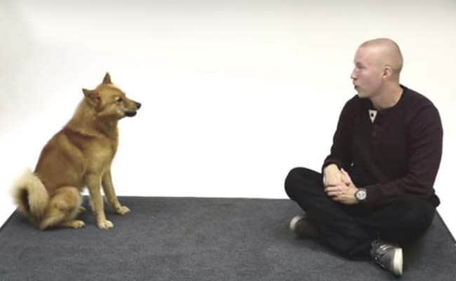 These Dogs Reacting to Humans Barking is the Best Thing You'll See Today