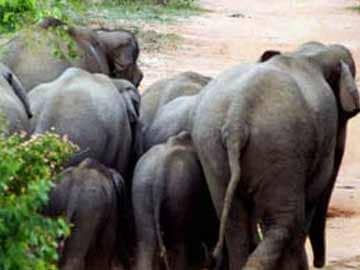 Wild Elephants Relocated to Anaimalai, Muthumalai Tiger Reserve