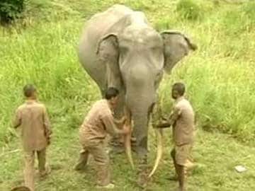Poachers Kill Famed Giant Kenyan Elephant