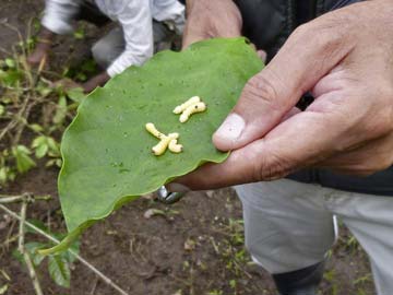 A Flying Beetle in India Threatens to Push up Latte Prices