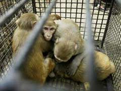 Monkeys Go on the Run From Romanian Zoo