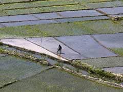 India's 2015/16 Summer Rice Output to Drop on Poor Rainfall
