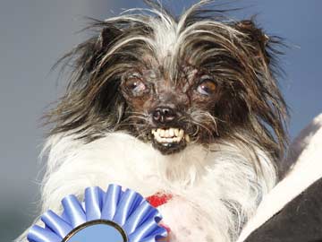 Meet Peanut: The New 'World's Ugliest Dog' 