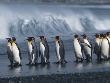 Iconic Emperor Penguins Facing Risk of Extinction
