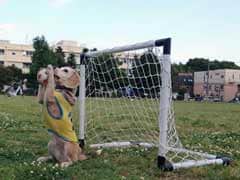 The World Cup Can Wait. We're Watching This Amazing Dog Play Football