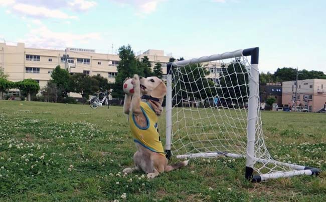 The World Cup Can Wait. We're Watching This Amazing Dog Play Football