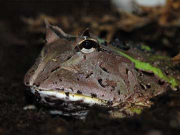 South-American Super-Sticky Frog Leaves Scientists Tongue-Tied