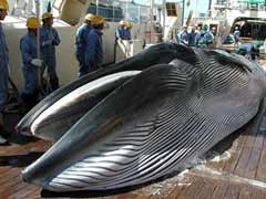 Japan Kills 30 Whales in First Campaign Post UN Ban