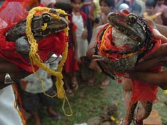 Praying for the Monsoon with Frog Weddings and Mud Baths