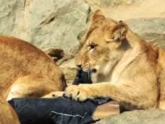 Japan Zoo Makes Wild Fashion Statement with Lion-Ripped Jeans