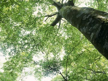 Trees Saving 850 Human Lives a Year in US: Study