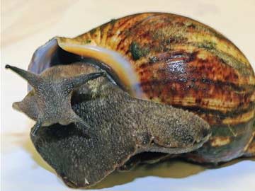 Giant African Snails Seized at Los Angeles Airport 