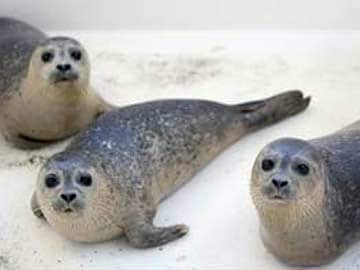 Climate Change Ravaging Antarctic Fur Seals: Study