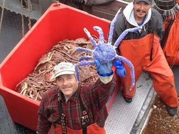 Rare Blue-Coloured Red King Crab Caught in Alaska 