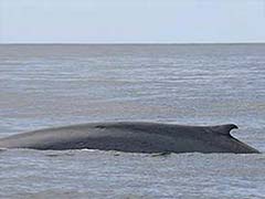 Changing Shipping Routes Could Save Blue Whales: Study