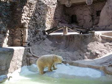 Argentina Zoo Freezes Polar Bear Move to Canada 