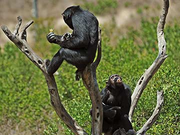 'Slavery' Driving Apes to Extinction: Experts