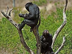 'Slavery' Driving Apes to Extinction: Experts
