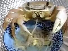 Slurp, Slurp: Watch This Tiny Crab Eat a Bowl of Noodles