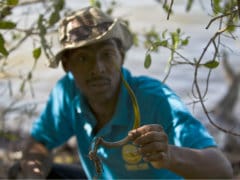 Cuba Looks to Mangroves to Fend Off Rising Seas