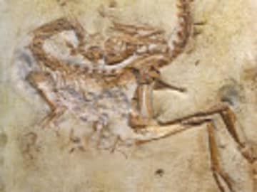 'Four-Winged' Dinosaur Sheds Light on Evolution of Birds