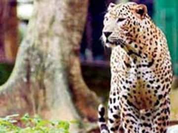 After Four Days, Leopard Leaves IIT Bombay Say Forest Officials