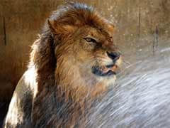 African Lion, Extinct Siwalik Elephant Once Roamed Bengal