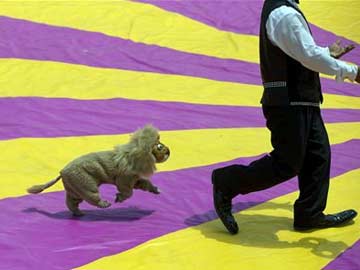 Mexico's Circuses Caught up in Animal Rights Spat 