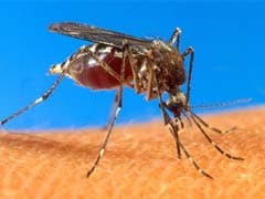 First Cases of Mosquito Virus Reported in US