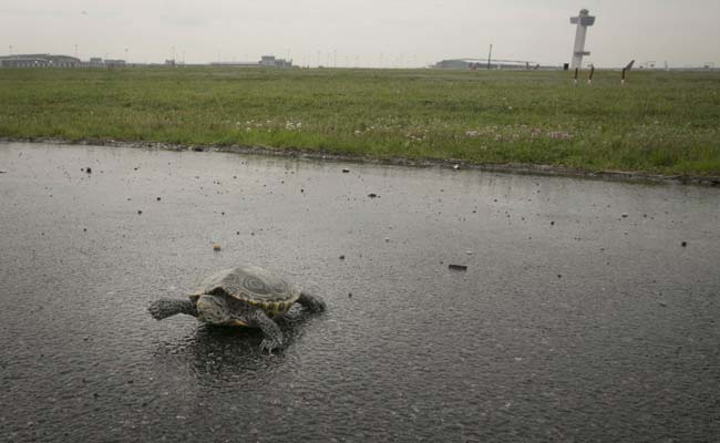 Team of Wildlife Biologists Studying Terrapins' Takeover at Airport