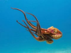 Octopus Mother Protects Her Eggs for an Astonishing 4.5 Years