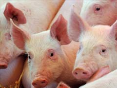 Switzerland Halts Pork Imports Over Swine Fever Fears