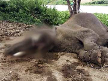 Elephant Who Starred in Hollywood Film Killed by Poachers in Thailand