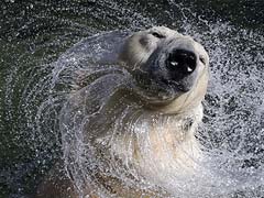 British Coroner Clears Travel Firm In Polar Bear Mauling