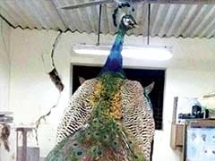 Maharashtra Governor to Preserve Peacock Which Died at Raj Bhavan