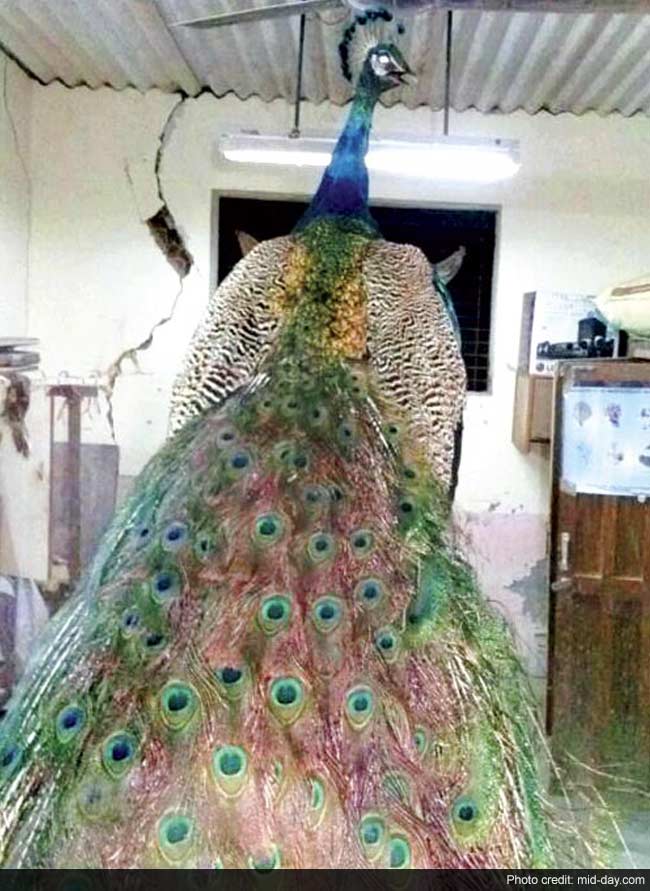 Maharashtra Governor to Preserve Peacock Which Died at Raj Bhavan