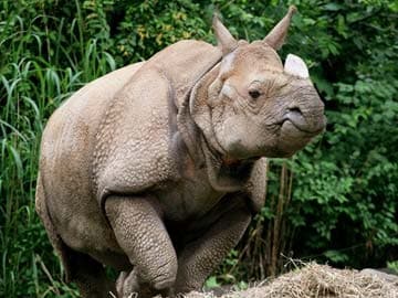 Anti-Poaching Experts Gather Amid Warnings Super-Rich Drive Illegal Trade