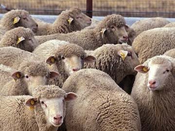 Australian Sheep Punched, Stamped on and Thrown: PETA