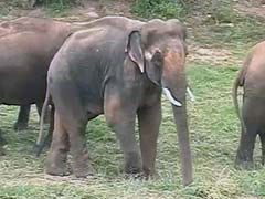 With a New Girlfriend, Sunder,  the Elephant Moves Towards Recovery