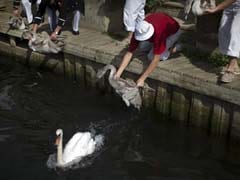 Science Meets Ceremony in UK's Royal Swan Count