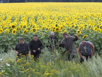 Ukraine Searchers Comb Sunflowers for Malaysian Plane Debris