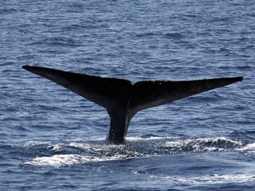 US Whale Watching Boat Stranded Overnight at Sea 